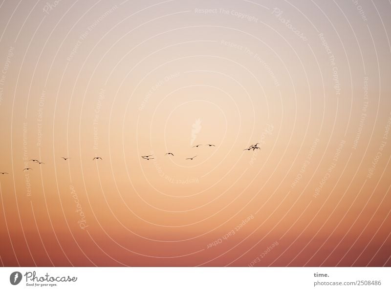 Reisegesellschaft Himmel Sonnenaufgang Sonnenuntergang Sommer Schönes Wetter Tier Vogel Flügel Gans Tiergruppe Schwarm Bewegung fliegen Ferien & Urlaub & Reisen