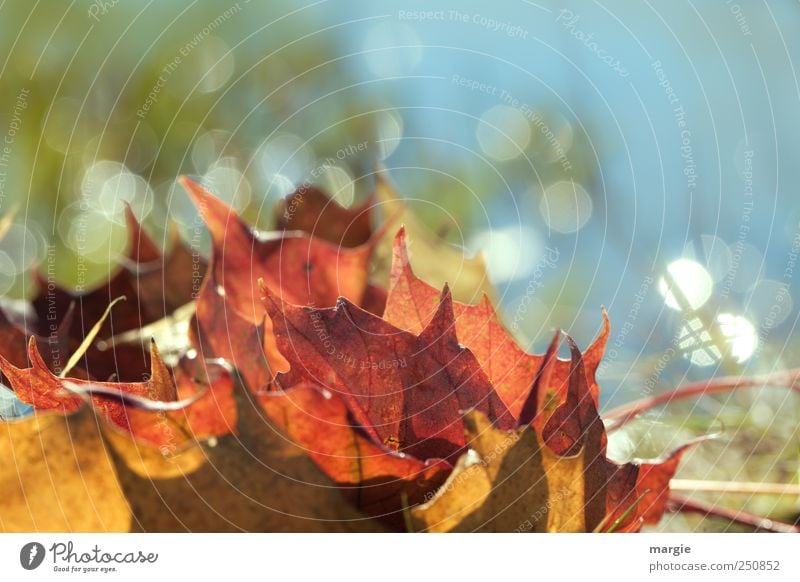 Herbst Glitzern: bunte Herbstblätter in der Sonne Umwelt Natur Schönes Wetter Pflanze Gras Blatt Grünpflanze Herbstfärbung Herbstlaub herbstlich Herbstbeginn