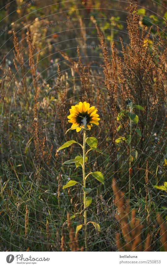 Kleine Herbstsonne Umwelt Natur Pflanze Nebel Blume Wildpflanze Wiese Feld braun gelb grün leuchten Beleuchtung Blühend Sonnenblume herbstlich Farbfoto