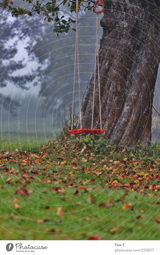 Apfelbaumtraum Umwelt Natur Herbst Baum Gras Blatt Garten Wiese Schaukel Farbfoto Außenaufnahme Menschenleer Morgendämmerung