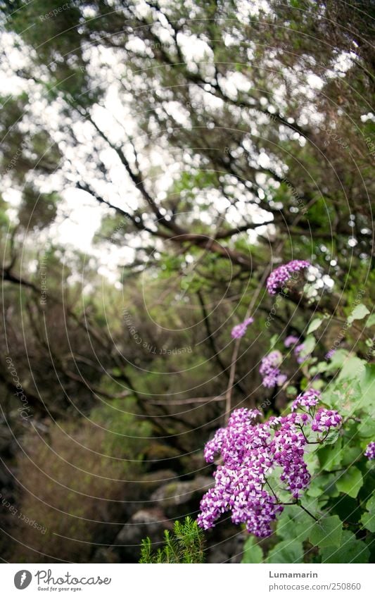 wild thing Umwelt Natur Pflanze schlechtes Wetter Blume Wildpflanze Wald außergewöhnlich schön einzigartig kalt klein nachhaltig natürlich braun grün violett