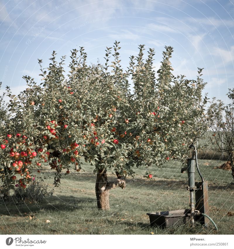 apfelbaum Lebensmittel Frucht Apfel Ernährung saftig sauer süß blau grün Appetit & Hunger Apfelbaum Pumpe Wasserhahn Obstbaum vitaminreich Plantage Bioprodukte