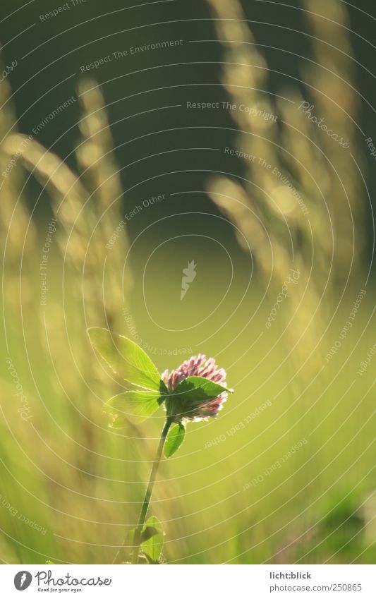 lichtwärts Natur Pflanze Sonnenlicht Blume Gras Blatt Blüte Grünpflanze Wildpflanze Klee Kleeblüte Kleeblatt Wiese Feld Warmherzigkeit ruhig Einsamkeit Idylle