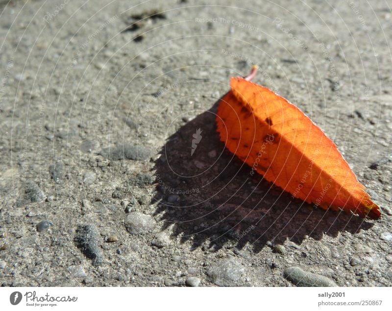 Zackiger Herbst Natur Pflanze Schönes Wetter Blatt Straße Bürgersteig alt ästhetisch eckig natürlich stachelig braun Einsamkeit Farbe ruhig Vergänglichkeit