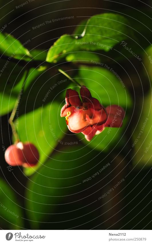 Herbstblüte Umwelt Natur Pflanze Klima Blatt Blüte leuchten grün rot Farbfoto mehrfarbig Außenaufnahme Nahaufnahme Detailaufnahme Makroaufnahme Menschenleer