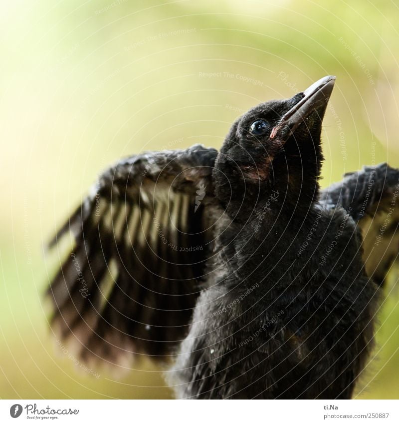 Flügge werden Umwelt Natur Landschaft Tier Sommer Schönes Wetter Wildtier Vogel Flügel Krähe Feder Tierjunges fliegen hocken Wachstum klein Neugier niedlich