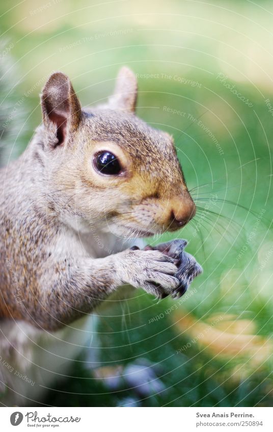 sweeti. Natur Schönes Wetter Wiese Tier Wildtier Tiergesicht Fell Krallen Eichhörnchen 1 festhalten Neugier Fressen Farbfoto Außenaufnahme Textfreiraum oben