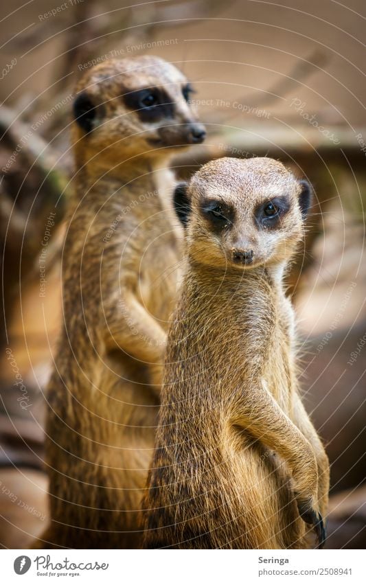 Pärchen Tier Wildtier Tiergesicht Krallen Pfote Zoo 2 Tiergruppe Tierpaar Fressen Blick Erdmännchen Farbfoto Gedeckte Farben mehrfarbig Außenaufnahme