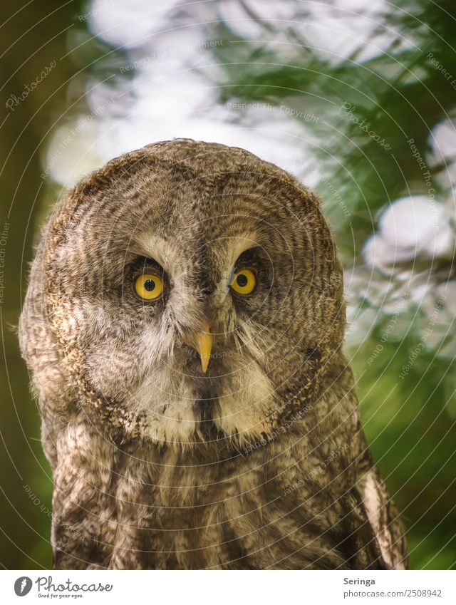 Scharfblick Tier Wildtier Vogel Tiergesicht Flügel Zoo 1 Blick Eulenvögel Eulenaugen Waldkautz Uhu Farbfoto Gedeckte Farben mehrfarbig Außenaufnahme