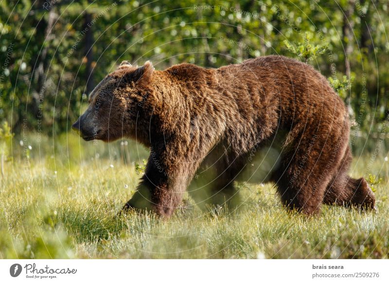 Braunbär Wissenschaften Biologie Jäger Umwelt Natur Tier Erde Feld Wildtier Bär 1 wild braun Tierliebe Gelassenheit oso pardo Grizzly Tiere Tierwelt Akkordata