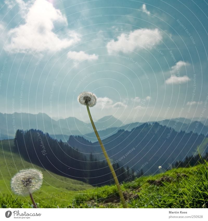 vielflieger Natur Landschaft Pflanze Wetter Schönes Wetter Blume Löwenzahn Wiese Hügel Berge u. Gebirge ästhetisch Ferne frisch Unendlichkeit hell kalt Himmel