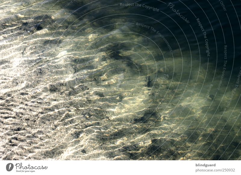 Follow The River Schwimmen & Baden Umwelt Natur Urelemente Wasser Sommer Küste Seeufer Flussufer Teich Flüssigkeit nass braun grau grün schwarz weiß Wellen Sand