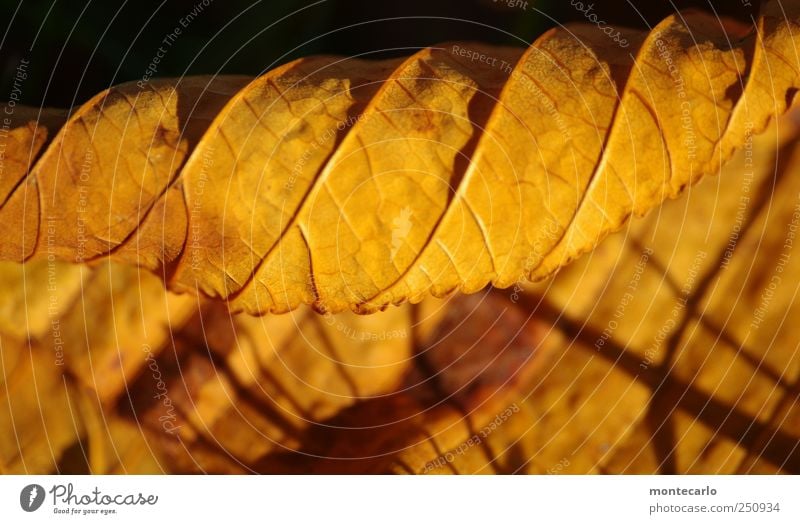 Blattgold Umwelt Natur Pflanze Sonnenaufgang Sonnenuntergang Herbst Schönes Wetter Nutzpflanze Garten Park alt trocken gelb schwarz Farbfoto mehrfarbig