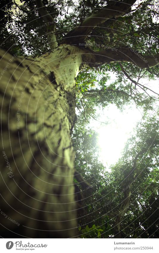 aufwachsen Natur Himmel Pflanze Baum Wald dick dunkel groß hoch lang nah nachhaltig natürlich unten wild einzigartig geheimnisvoll Hoffnung Kraft Überleben