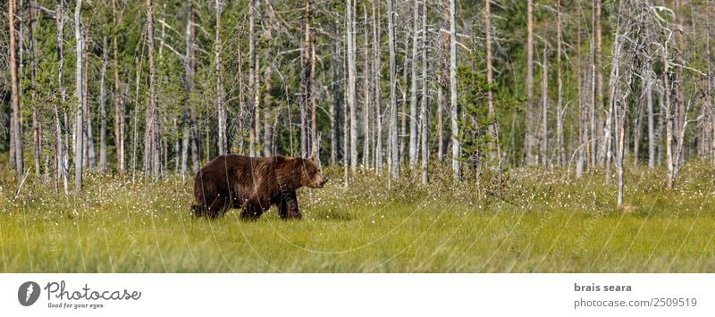 Braunbär Safari Jäger Wissenschaften Biologie Umwelt Natur Tier Erde Baum Wald Wildtier Bär 1 wild braun Tierliebe Umweltschutz Tiere Tierwelt Akkordata