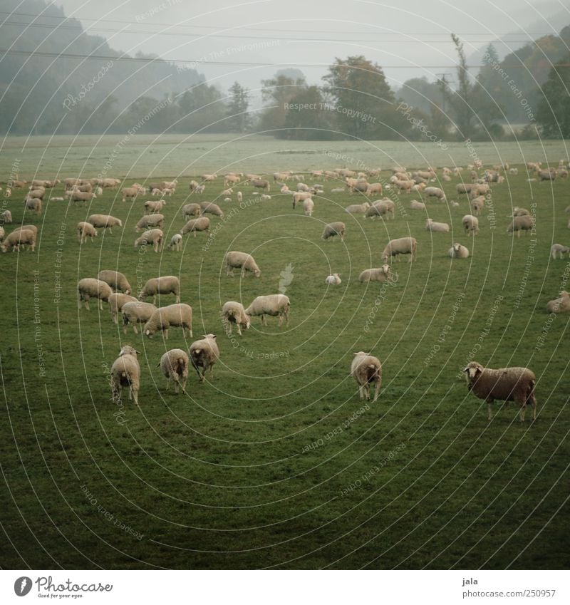 CHAMANSÜLZ | schäfchen zählen Landwirtschaft Forstwirtschaft Umwelt Natur Landschaft Pflanze Tier Himmel Baum Gras Grünpflanze Wiese Berge u. Gebirge Nutztier