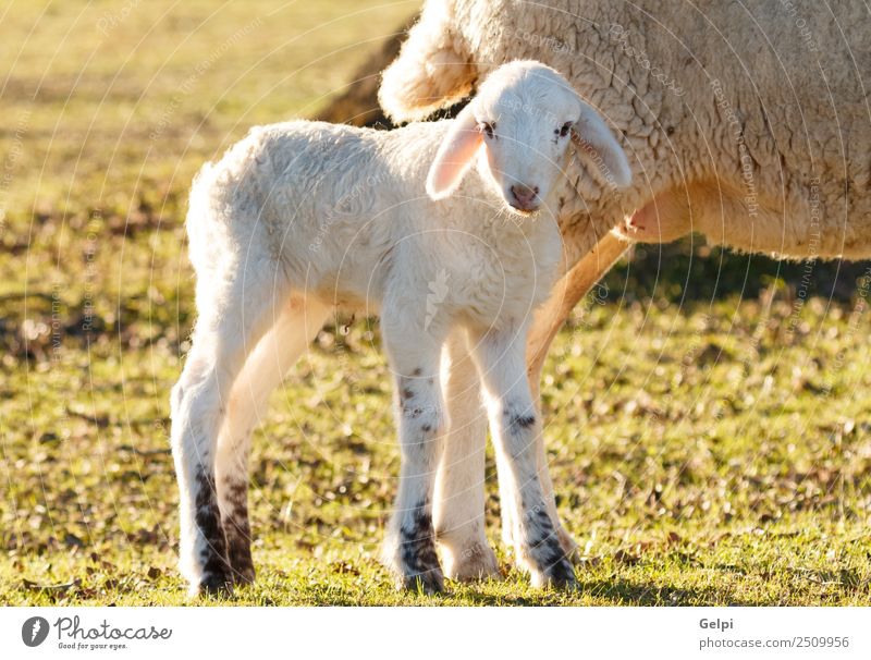 Schönes Lamm neben seiner Mutter schön Sommer Erwachsene Familie & Verwandtschaft Umwelt Natur Landschaft Tier Gras Wiese Hügel Pelzmantel Herde Fressen