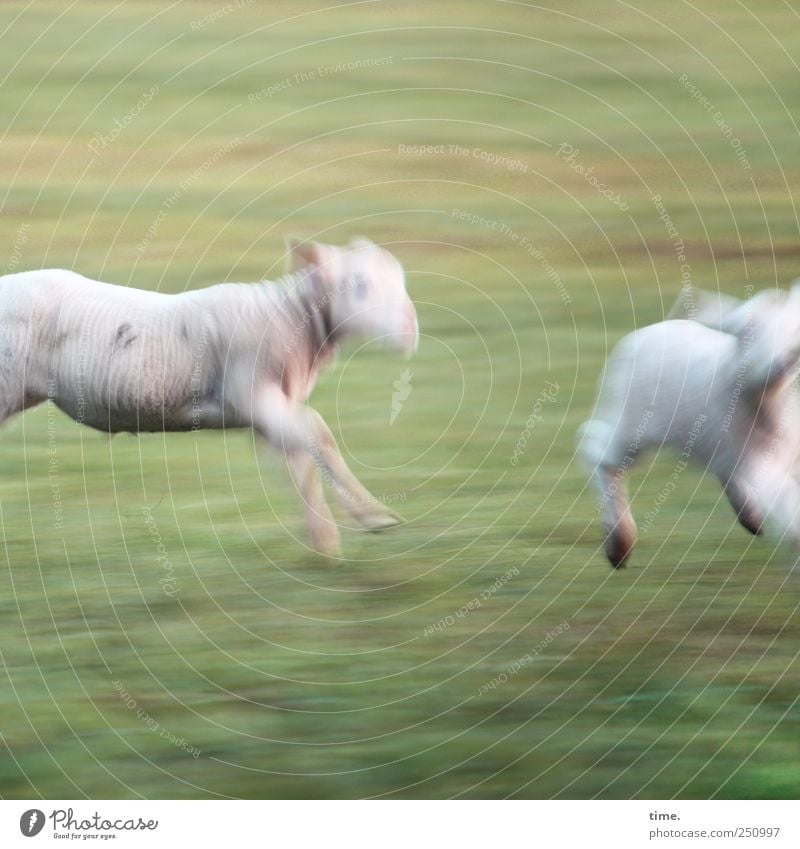 Sportfotografie (Grundkurs) | ChamanSülz Wiese Tier Nutztier Schaf Lamm 2 Tierjunges rennen Jagd laufen Abenteuer Lebensfreude Leichtigkeit Rennsport Laufsport