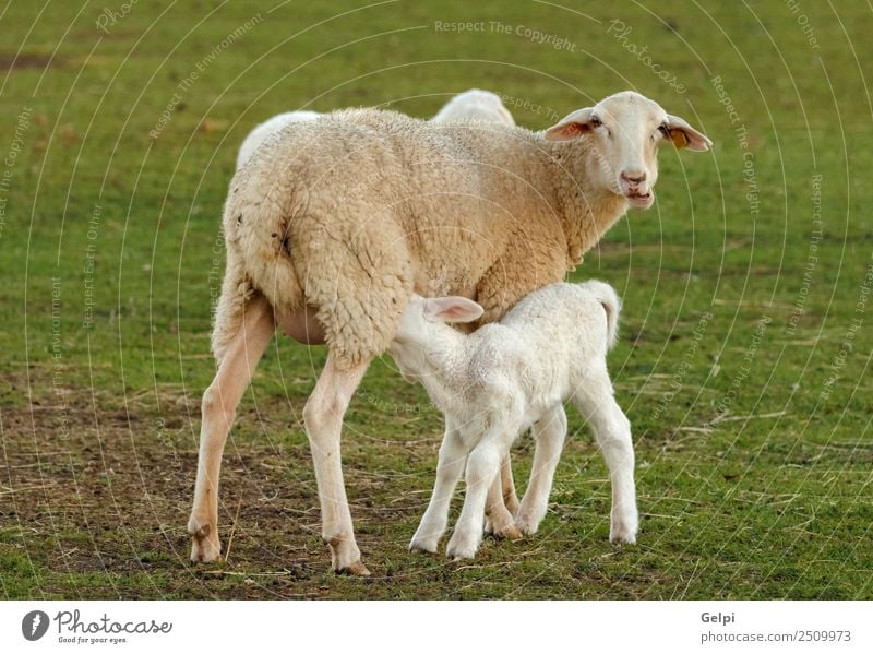 Schönes Lamm neben seiner Mutter schön Sommer Erwachsene Familie & Verwandtschaft Umwelt Natur Landschaft Tier Gras Wiese Hügel Pelzmantel Herde Fressen