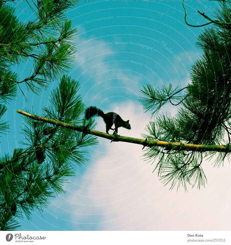 Moonwalker Himmel Wolken Sommer Schönes Wetter Pinie Tier Wildtier Eichhörnchen 1 Bewegung entdecken krabbeln Tanzen frech hoch klein Neugier niedlich klug