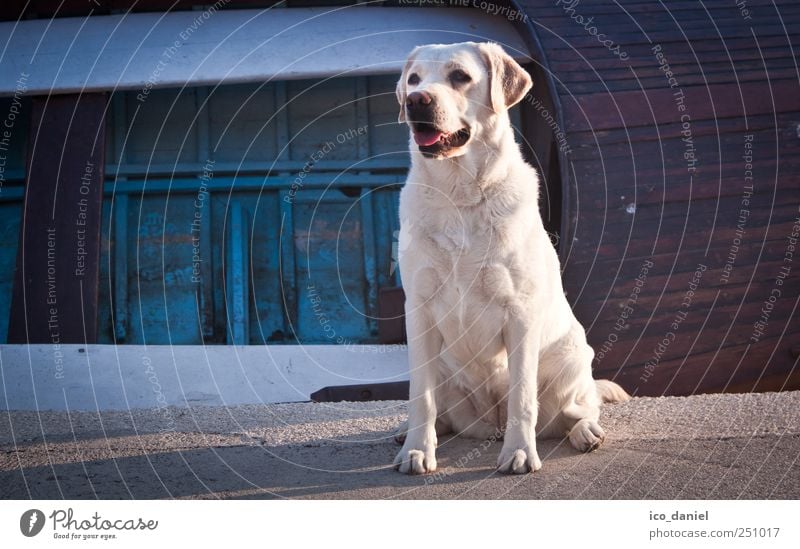 Einmal freundlich lächeln :-) Freizeit & Hobby Spielen Ferien & Urlaub & Reisen Tourismus Ausflug Beiboot Ruderboot Hafen Tier Haustier Hund Tiergesicht Fell