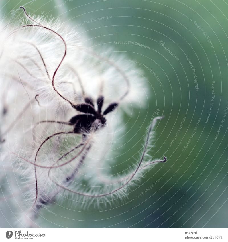 Tentakel Natur Pflanze weich Detailaufnahme Löwenzahn Farbfoto Außenaufnahme