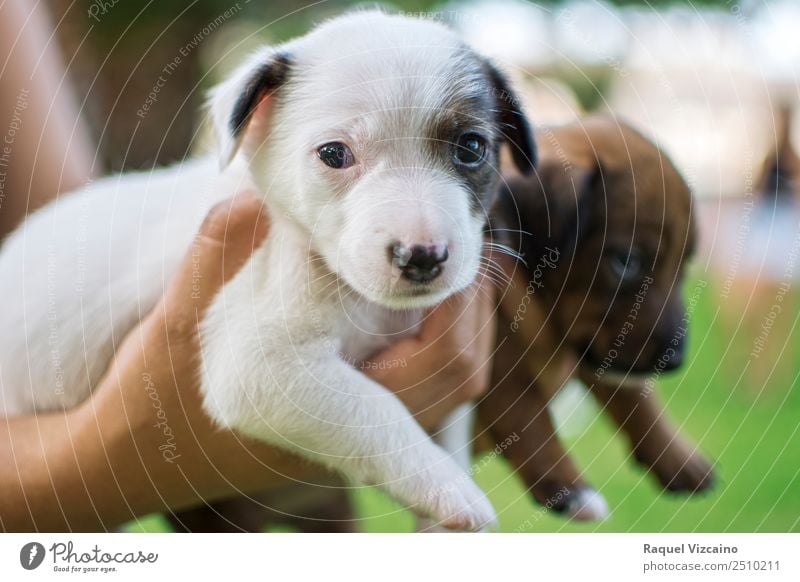 Hundewelpen, weiß und braun. Hand Natur Gras Park Tier 2 Tierpaar Tierjunges Blick Gesundheit kuschlig grün Tierliebe Menschlichkeit ruhig Frieden Schwäche