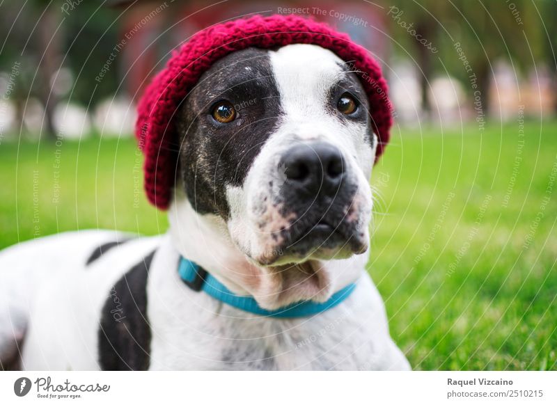 Hund schaut in die Kamera Natur Gras Hut Tier Haustier 1 Freundlichkeit grün rot schwarz weiß Vertrauen Tierliebe ruhig Farbfoto Außenaufnahme Dämmerung Licht