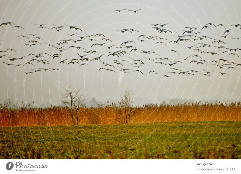 Auf gehts Umwelt Natur Landschaft Pflanze Tier Himmel Gras Wiese Küste Wildtier Vogel Gans Tiergruppe Schwarm fliegen natürlich wild Beginn Zugvogel Farbfoto