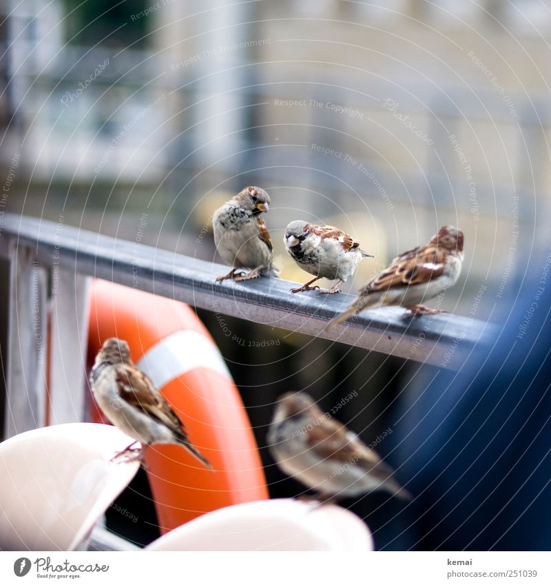 Jungs-Ausflug Umwelt Tier Schifffahrt Binnenschifffahrt Passagierschiff Reling Rettungsring Geländer Wildtier Vogel Flügel Krallen Schnabel Spatz Tiergruppe