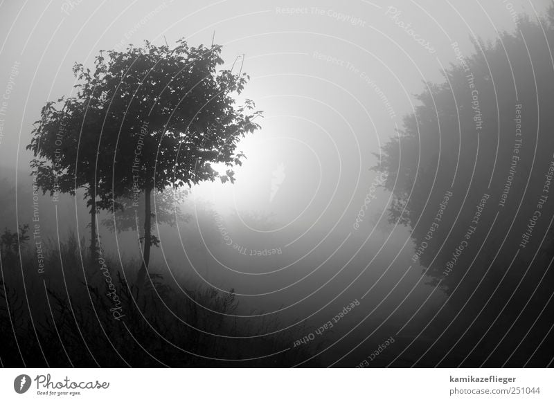 morgenGrauen Natur Landschaft Sonnenaufgang Sonnenuntergang Herbst schlechtes Wetter Nebel Baum Wald Gefühle Stimmung demütig Traurigkeit Sehnsucht Umwelt