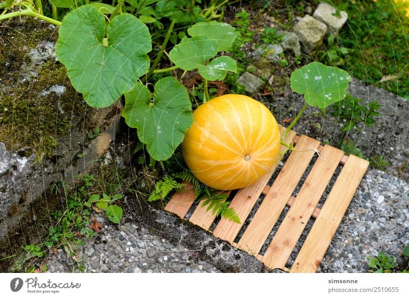 ein gelber Bio Kürbis im Beet Freizeit & Hobby Garten Gartenarbeit Treppe Wachstum pflegen Ernte erde Botanik bio bioanbau biologisch selbstversorger Farbfoto