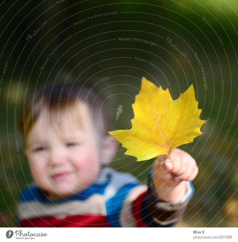 Platane Mensch Baby Kleinkind Gesicht Hand Finger 1 0-12 Monate 1-3 Jahre Herbst Blatt klein niedlich gelb Kindheit finden zeigen festhalten herbstlich