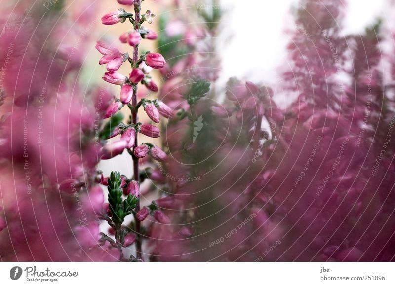 360 Duft Natur Tier Pflanze Blume Garten Feld Blühend stehen träumen verblüht dehydrieren Wachstum warten dünn elegant hoch lang nah natürlich Originalität rund