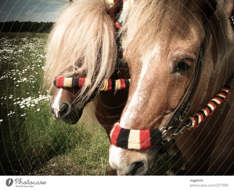 Fans Reiten Reitsport Sportveranstaltung Natur Landschaft Nutztier Pferd 2 Tier Streifen stehen Freundlichkeit natürlich Glück Zufriedenheit Bewegung