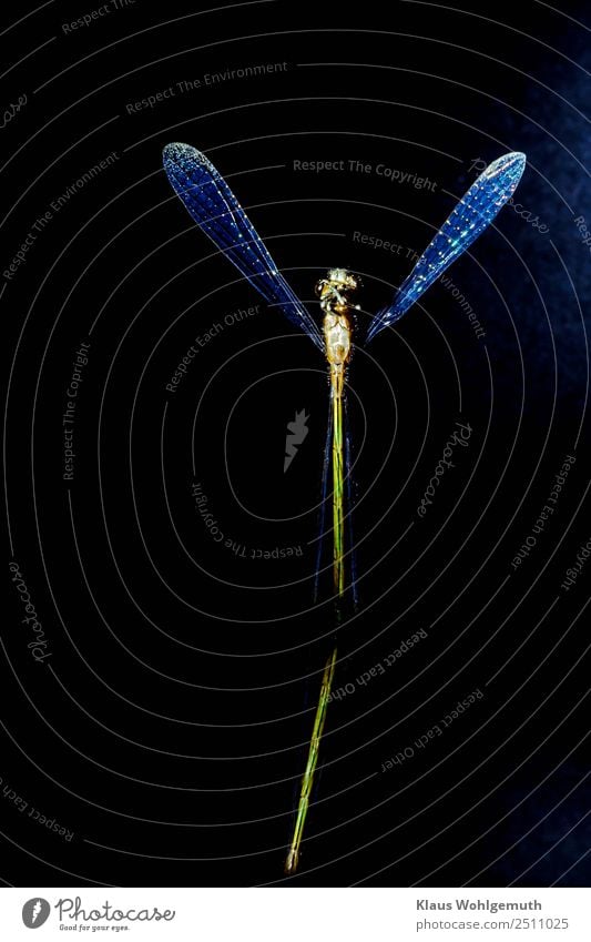 Grazie Umwelt Natur Tier Frühling Sommer Libelle Libellenflügel 1 stehen blau gelb grün schwarz Farbfoto Nahaufnahme Menschenleer Freisteller
