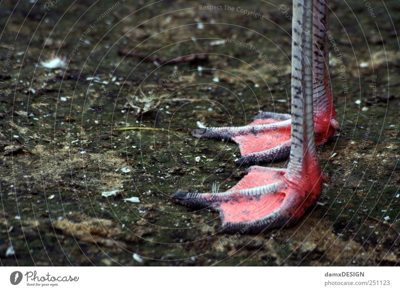 Rosa Schühchen Tier Vogel Flamingo Krallen Pfote 1 stehen warten dreckig lang rosa ruhig Schwimmhaut Zoo Erde Bodenbelag Farbfoto Gedeckte Farben Außenaufnahme