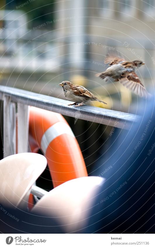 Der letzte Spatz Schifffahrt Binnenschifffahrt Passagierschiff An Bord Reling Geländer Rettungsring Tier Wildtier Vogel Flügel Krallen 2 fliegen sitzen niedlich