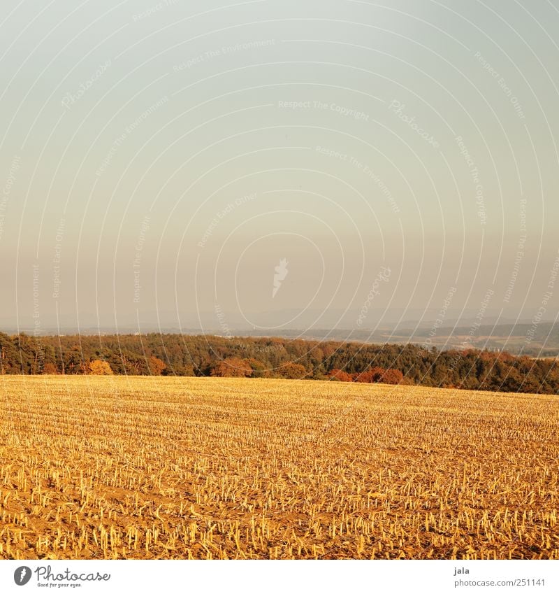 CHAMANSÜLZ | güldener herbst Umwelt Natur Landschaft Pflanze Himmel Herbst Baum Gras Nutzpflanze Wildpflanze Feld Wald natürlich gold Farbfoto Außenaufnahme