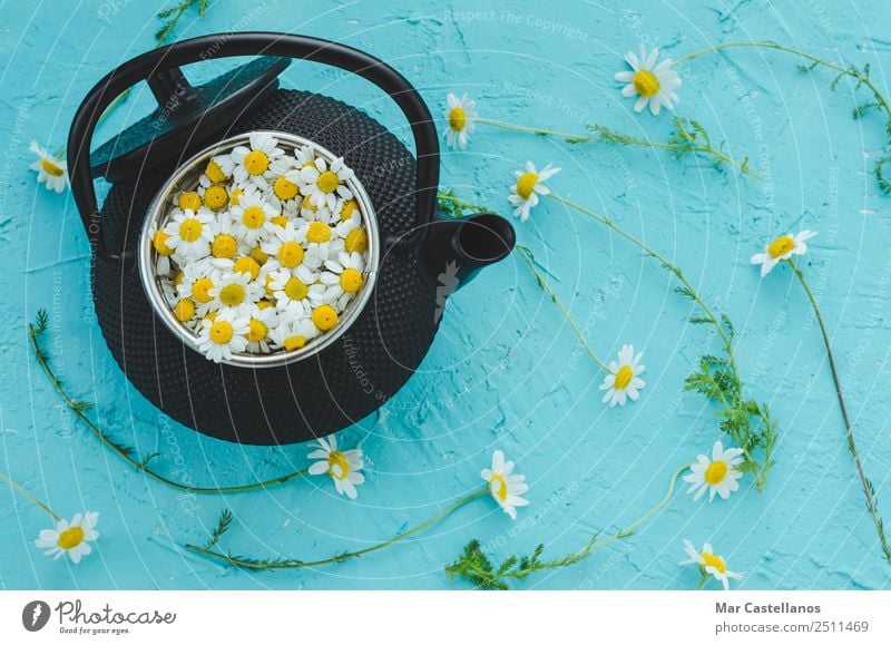 Frische Blumen und Kamillenpflanzen in der Teekanne auf blauem Hintergrund Kräuter & Gewürze Heißgetränk Behandlung Medikament Wohlgefühl Erholung ruhig Sommer