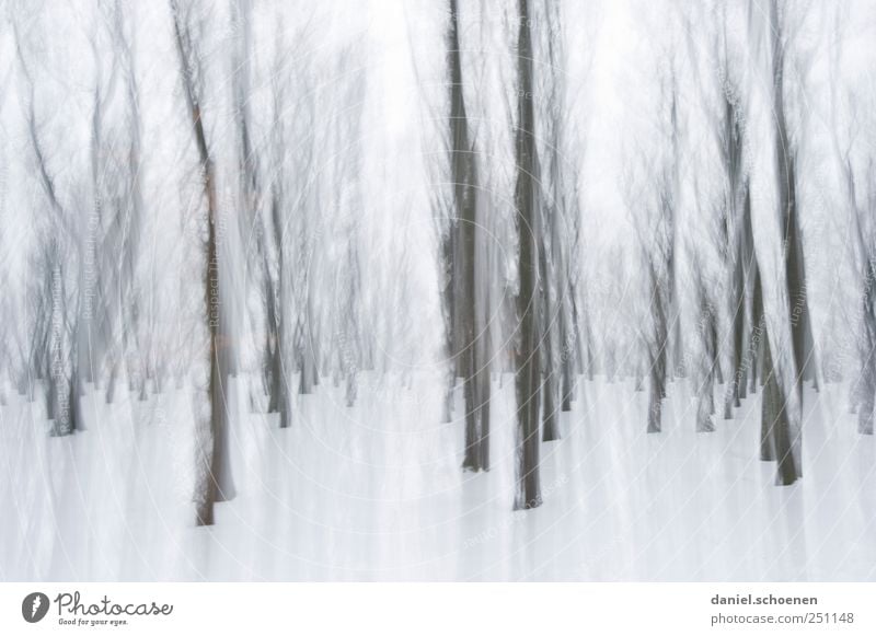 bewegter Winterwald Umwelt Natur Wind Eis Frost Schnee Wald grau weiß Schwarzwald Bewegung Gedeckte Farben Experiment abstrakt Licht Schatten