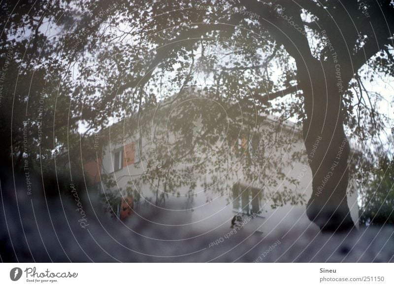 Wasserschloss Baum Haus nass Pfütze Spiegelbild Reflexion & Spiegelung Blatt grau trüb Mehrfamilienhaus Stadthaus Farbfoto Außenaufnahme Menschenleer Tag