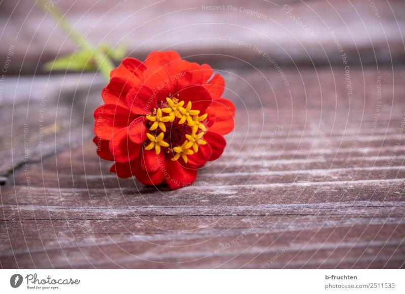 Verloren Blume Blüte Balkon Garten Holz Freundlichkeit Fröhlichkeit frisch Glück schön rot Geborgenheit Warmherzigkeit Liebe Verliebtheit Treue Begierde