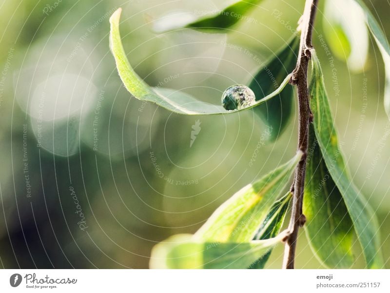 Hängematte Umwelt Natur Wassertropfen Frühling Schönes Wetter Pflanze Sträucher Blatt Grünpflanze natürlich grün Tropfen frisch glänzend Farbfoto Außenaufnahme