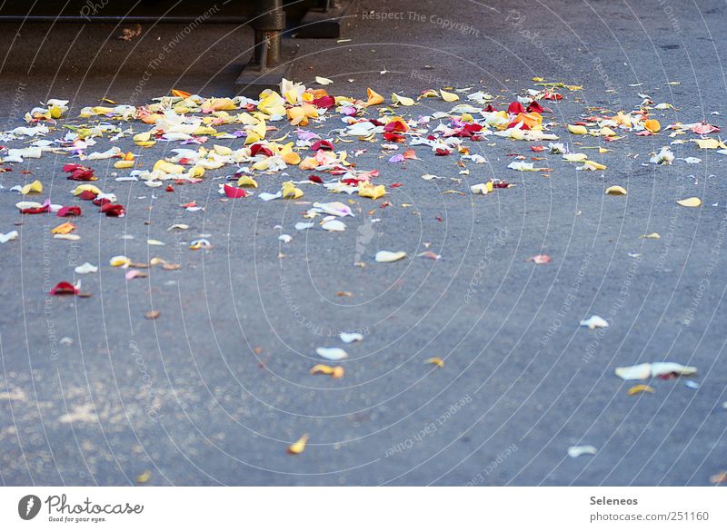 wedding Feste & Feiern Valentinstag Muttertag Pflanze Blume Blatt Blüte Beton Duft kaputt Freude Glück Fröhlichkeit Bank Farbfoto Außenaufnahme