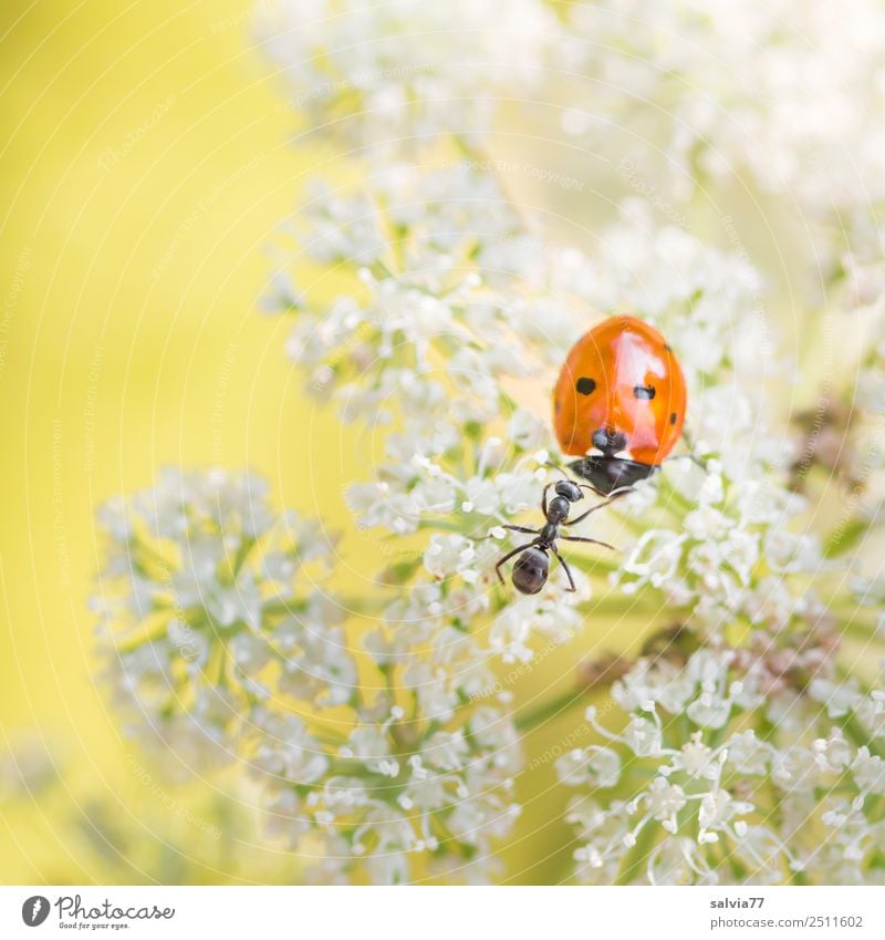 smalltalk Natur Pflanze Tier Blume Blüte Doldenblüte Wiese Feld Käfer Ameise Marienkäfer Siebenpunkt-Marienkäfer Insekt 2 berühren krabbeln außergewöhnlich