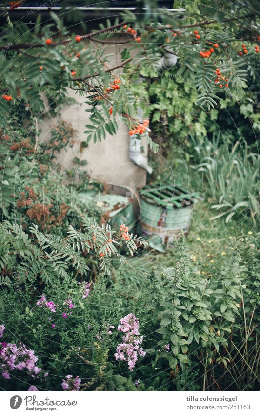 . Natur Pflanze Garten natürlich grün Vogelbeerbaum Regentonne Regenrinne bewachsen Brennnessel Farbfoto Außenaufnahme