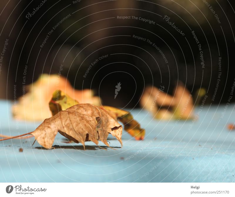 Chamansülz | alles ist vergänglich... Umwelt Natur Pflanze Herbst Blatt berühren liegen dehydrieren ästhetisch authentisch einfach natürlich Spitze blau braun