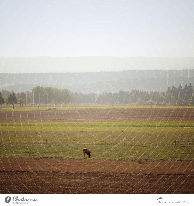 CHAMANSÜLZ | weites land Umwelt Natur Landschaft Pflanze Tier Himmel Baum Gras Wiese Feld Berge u. Gebirge Nutztier Kuh 1 natürlich Farbfoto Außenaufnahme