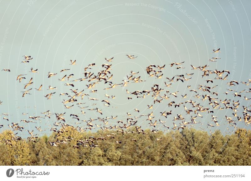 Kraniche in Linum Umwelt Natur Landschaft Tier Schönes Wetter Wildtier Vogel Flügel Schwarm fliegen blau grün viele fliegend Baum Himmel Farbfoto Außenaufnahme